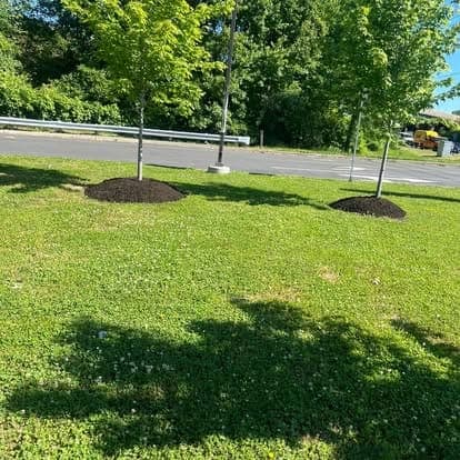 Two young trees ringed with fresh dark mulch in a mowed lawn beside a paved road, metal guardrail and wooded edge