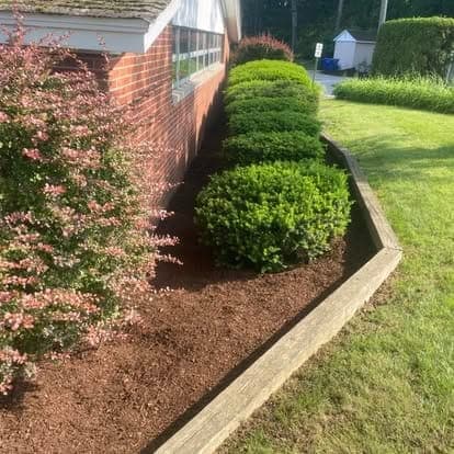 Row of rounded trimmed shrubs in a freshly mulched bed along a brick building, edged with wood timbers